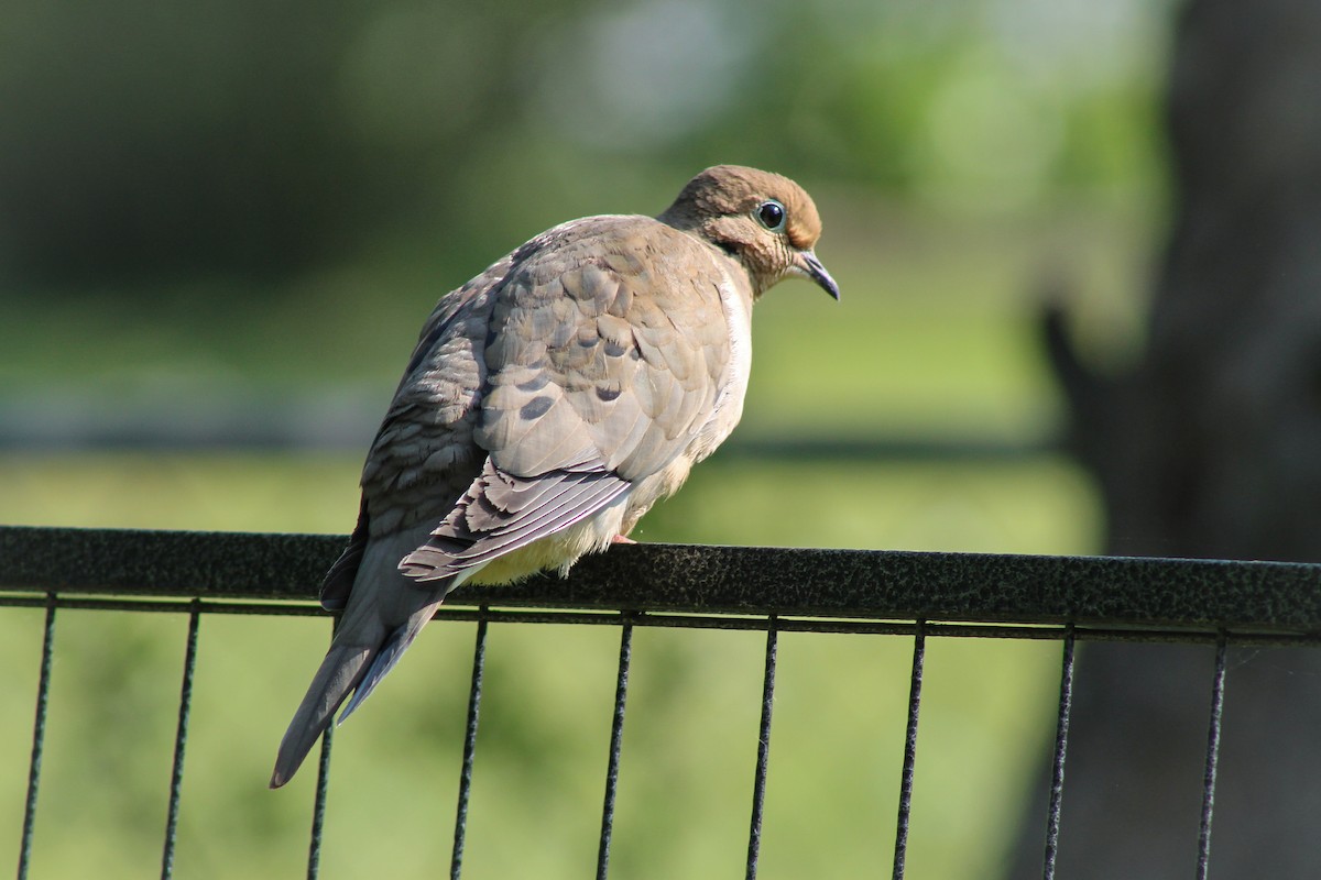 Mourning Dove - ML647107475
