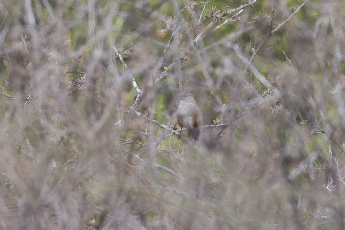 topptapakulo - ML647107477