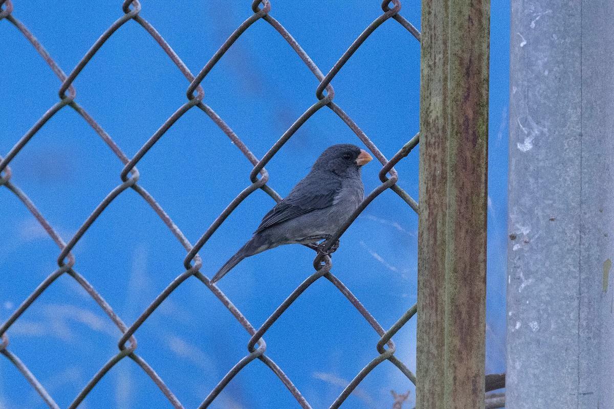 アシグロヒメウソ - ML647107478