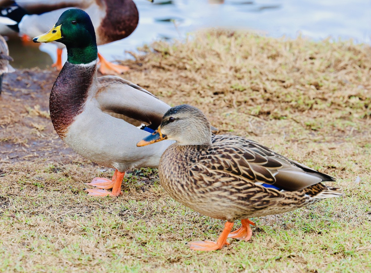 Mallard - ML647107491