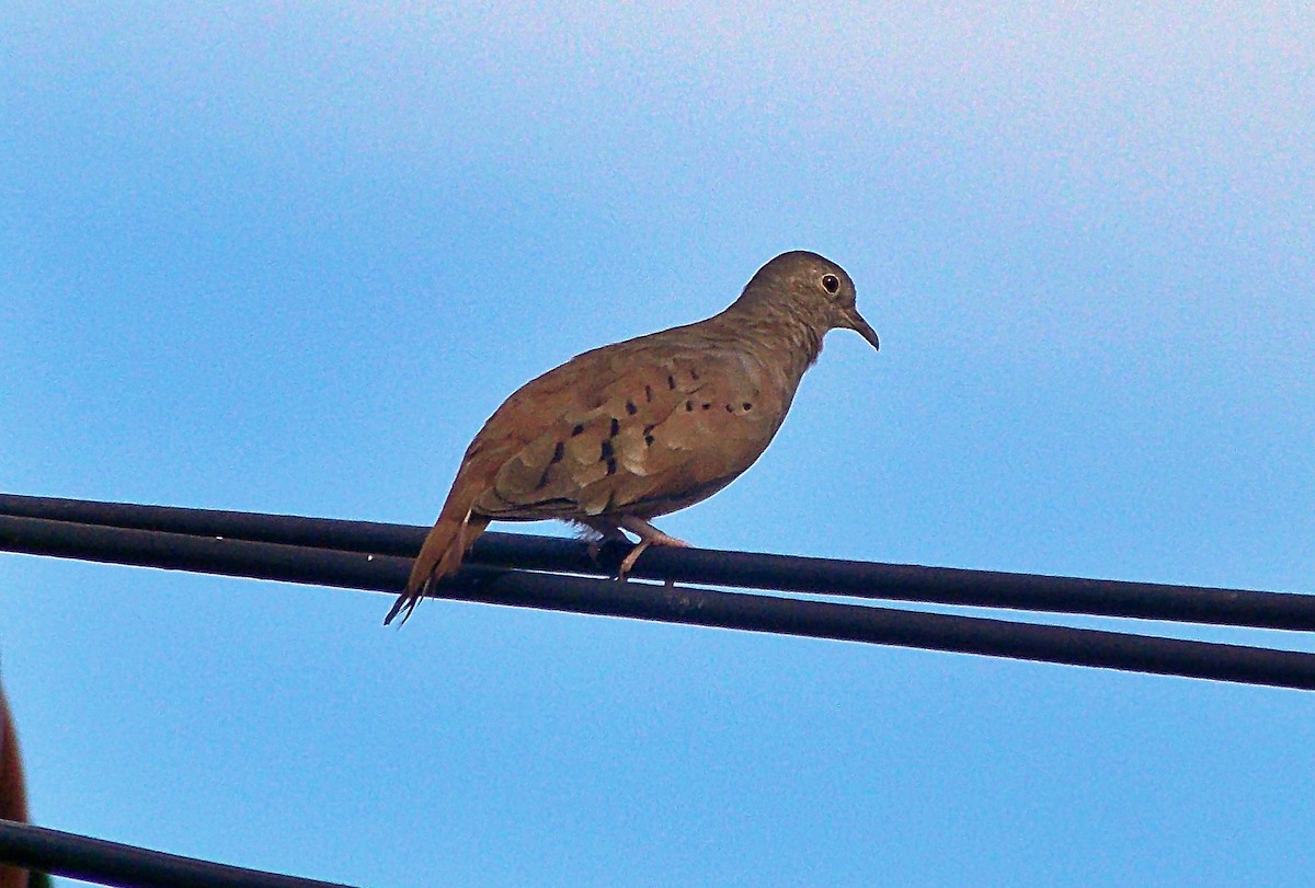 Ruddy Ground Dove - ML647107500