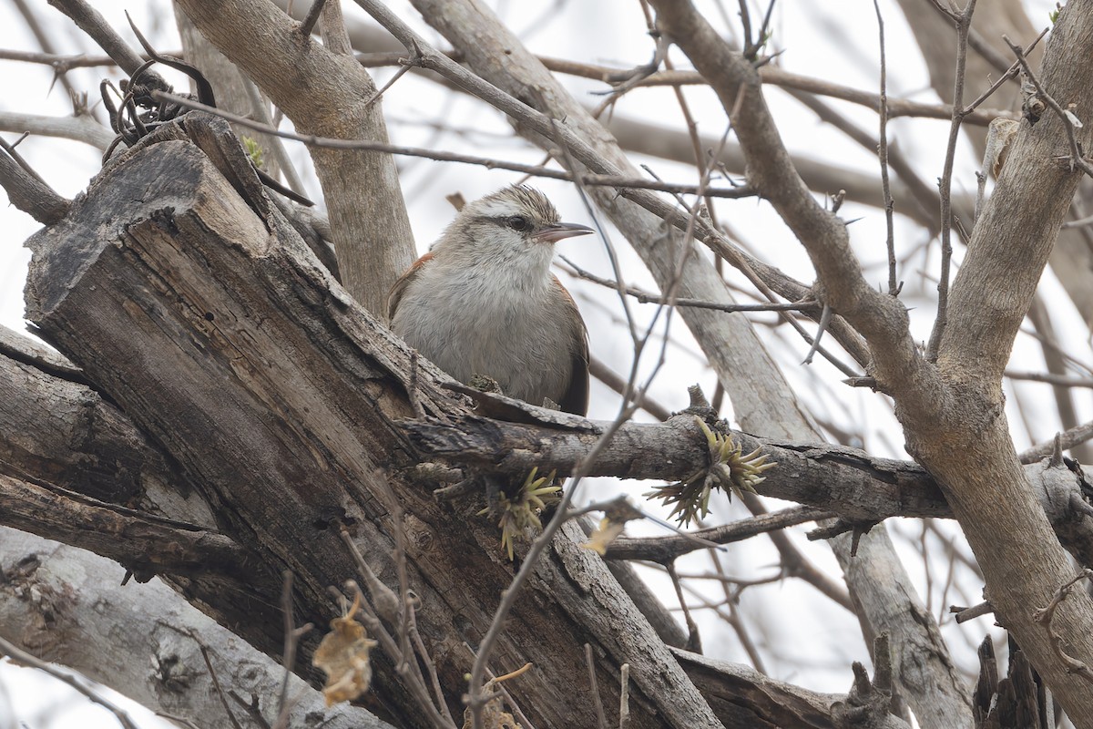 シマボウシカマドドリ - ML647107501