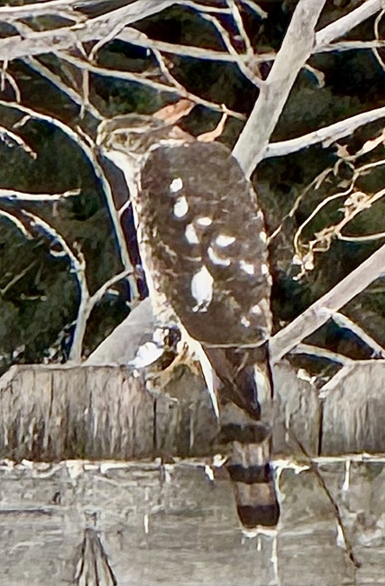 Sharp-shinned Hawk - ML647107508