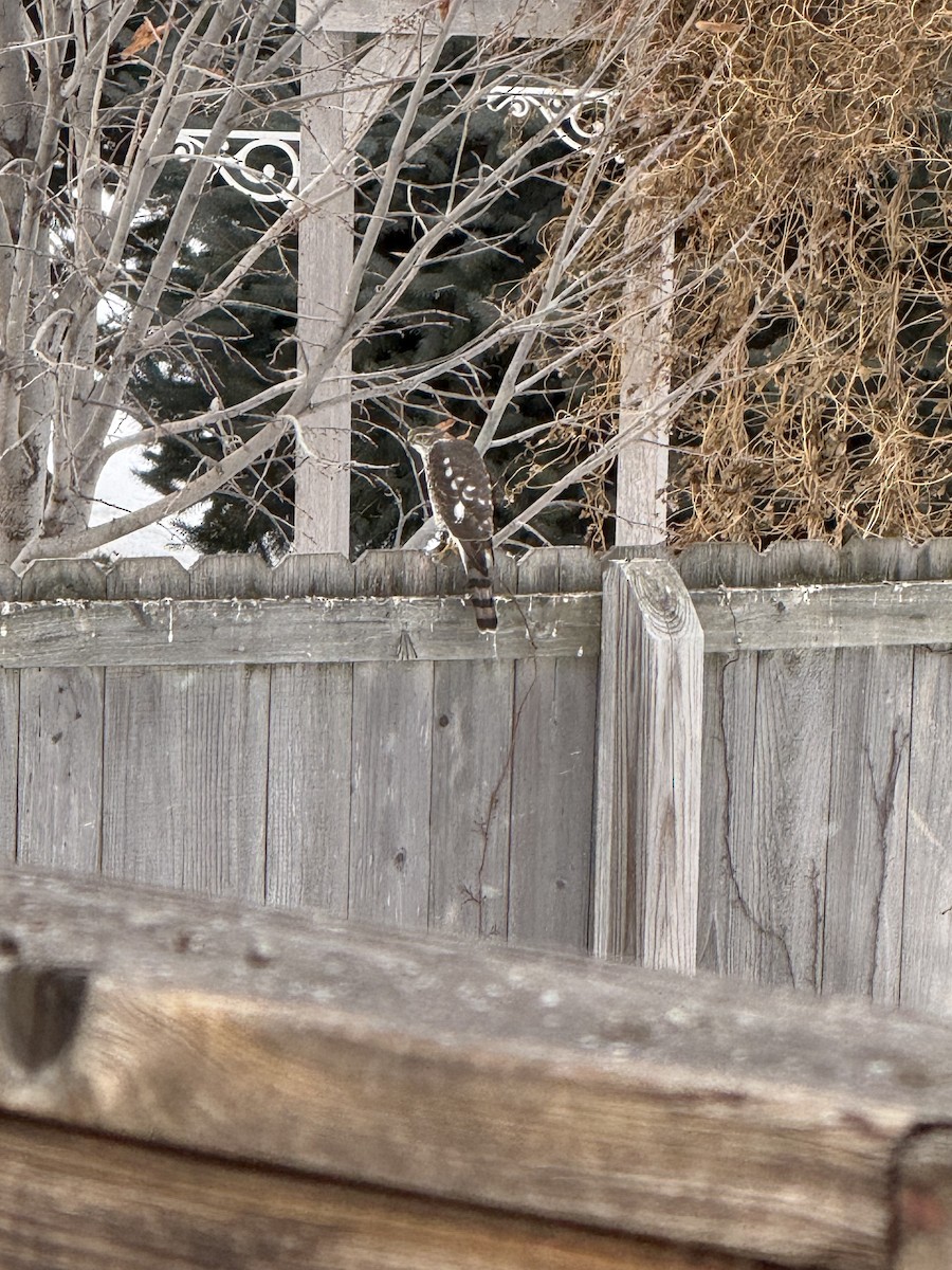 Sharp-shinned Hawk - ML647107509