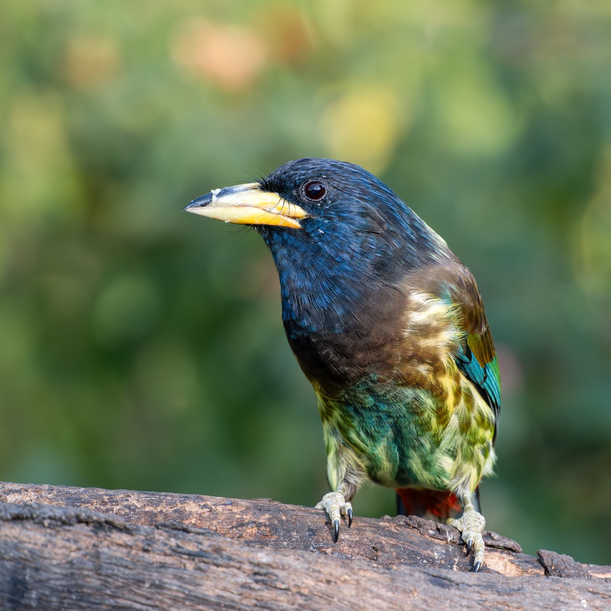 Great Barbet - ML647107510