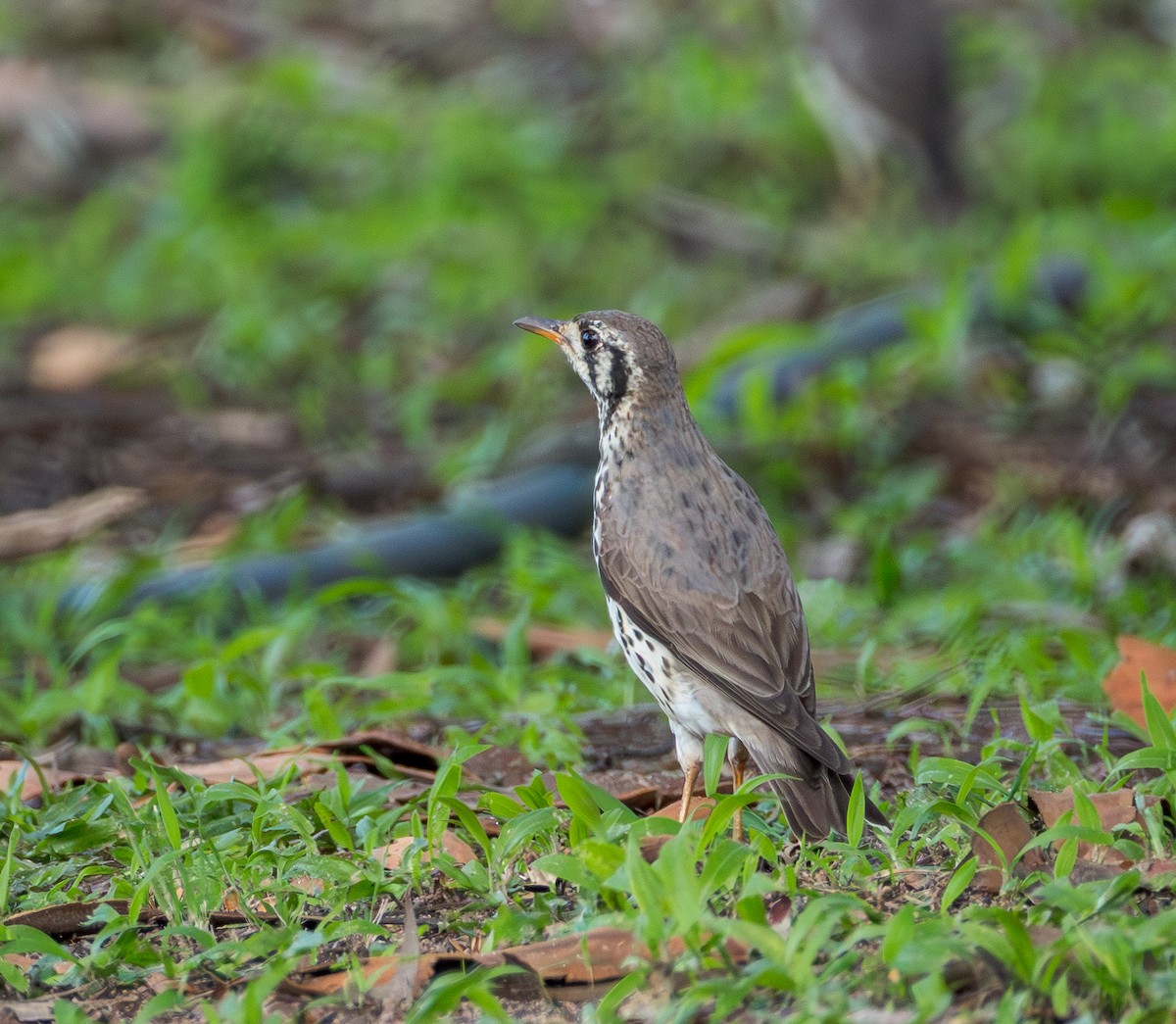 Groundscraper Thrush - ML647107514