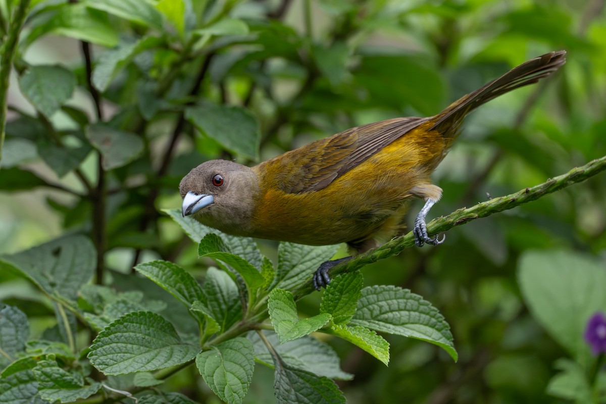 Scarlet-rumped Tanager - ML647107526