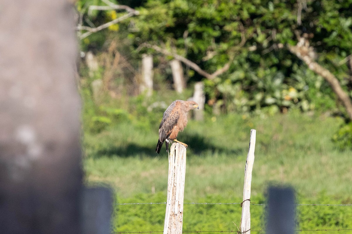 Otlak Şahini - ML647107542