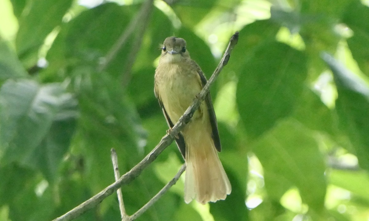 Tropical Royal Flycatcher - ML647107547