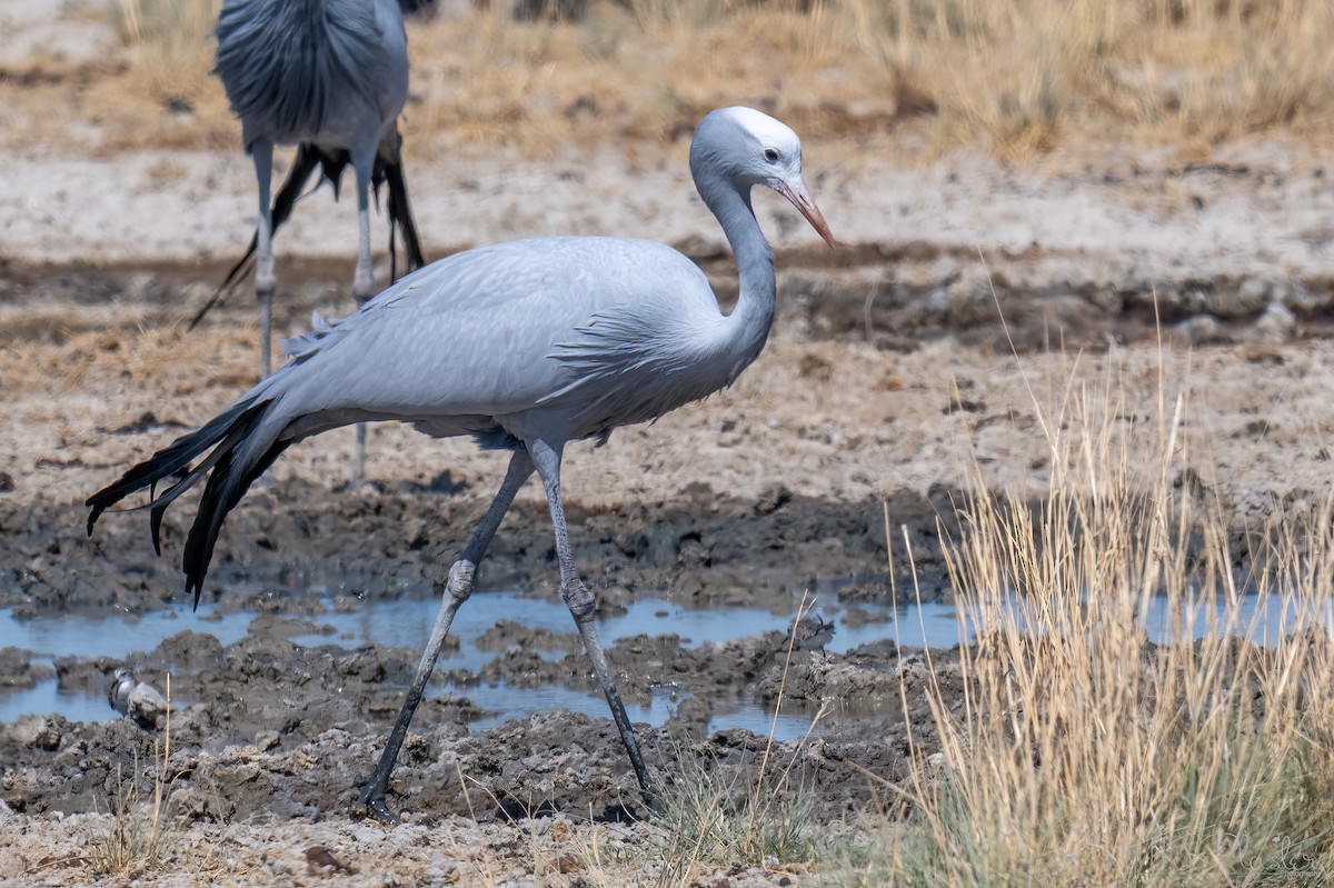 Blue Crane - ML647107561