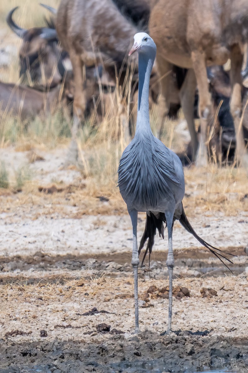 Blue Crane - ML647107562