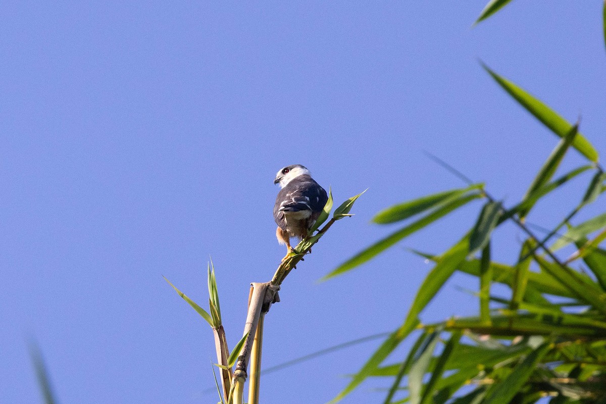 Pearl Kite - ML647107563