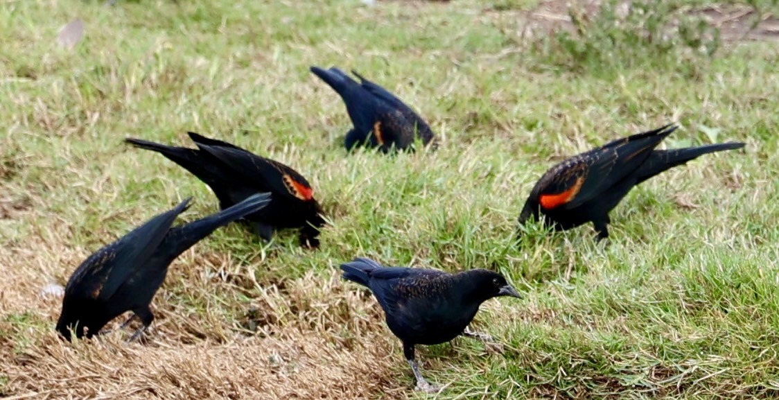 Красноплечий трупиал - ML647107570