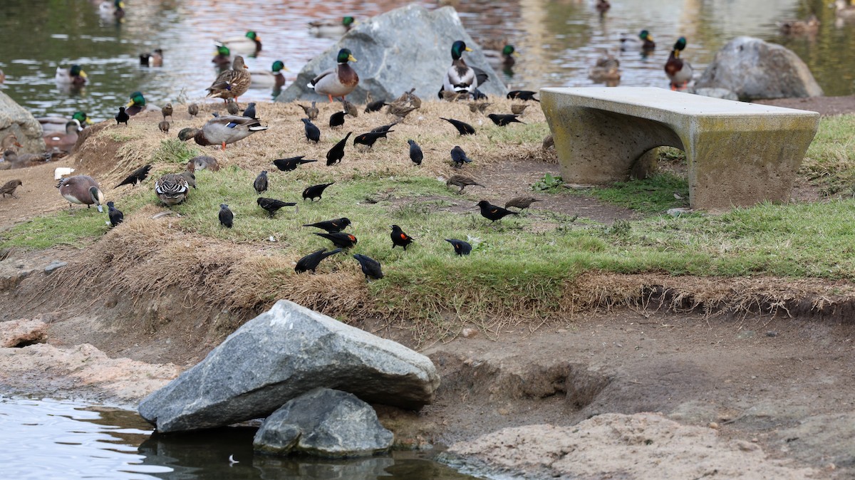 Красноплечий трупиал - ML647107571