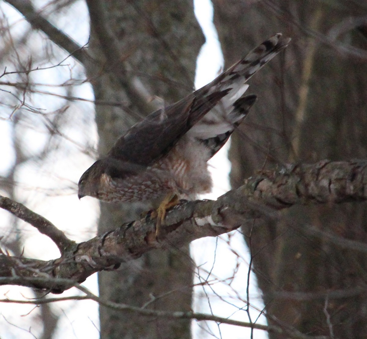 Cooper's Hawk - ML647107576