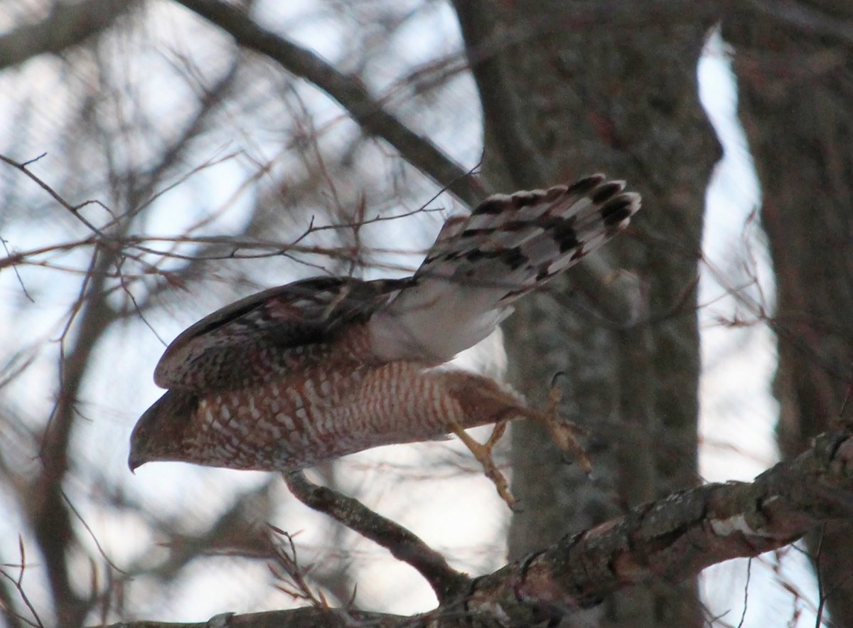 Cooper's Hawk - ML647107577