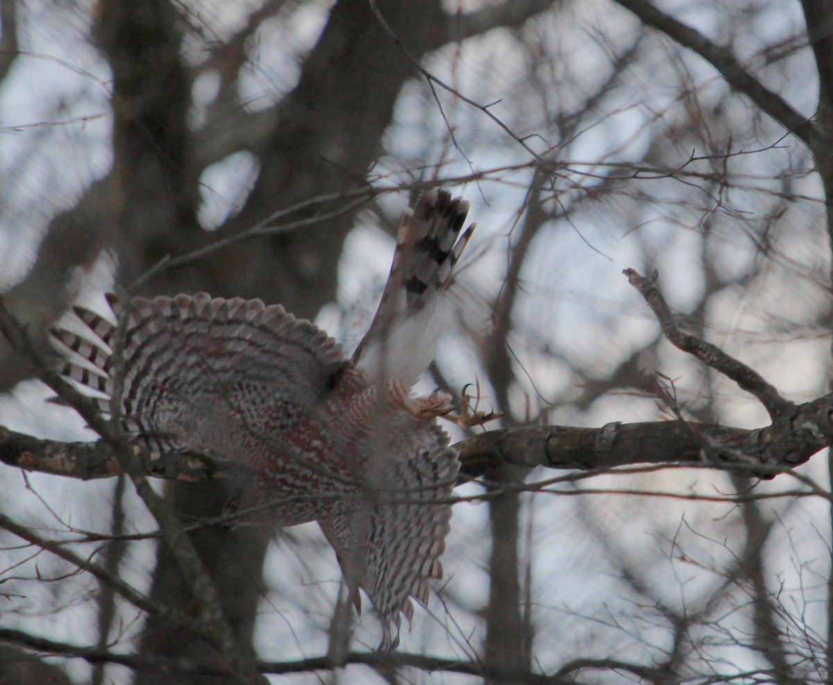 Cooper's Hawk - ML647107578