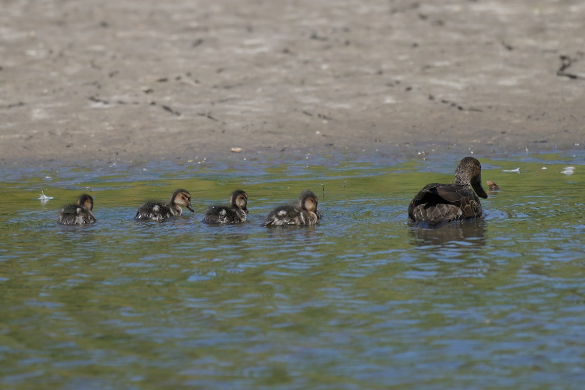 Chestnut Teal - ML647107585