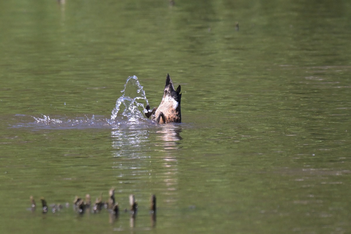 Chestnut Teal - ML647107589