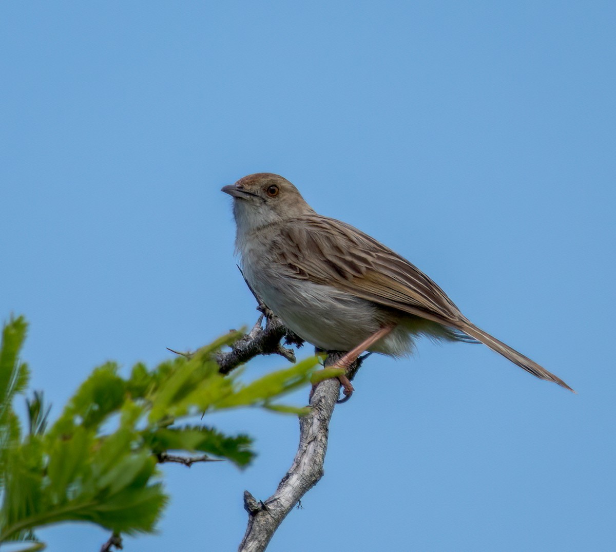 Piping Cisticola - ML647107602
