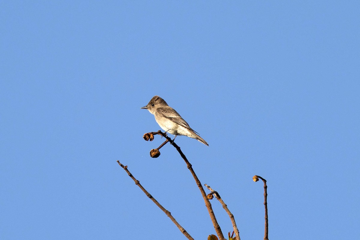 pewee sp. (Contopus sp.) - ML647107603