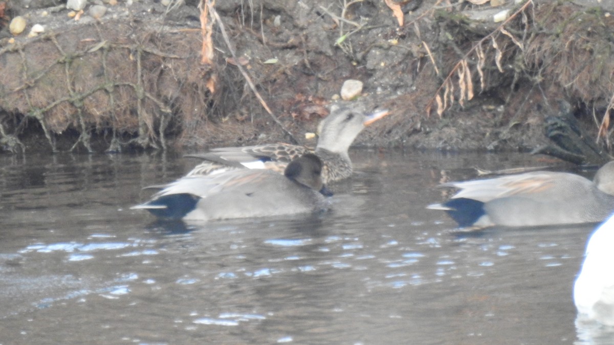 kopřivka obecná - ML647107608
