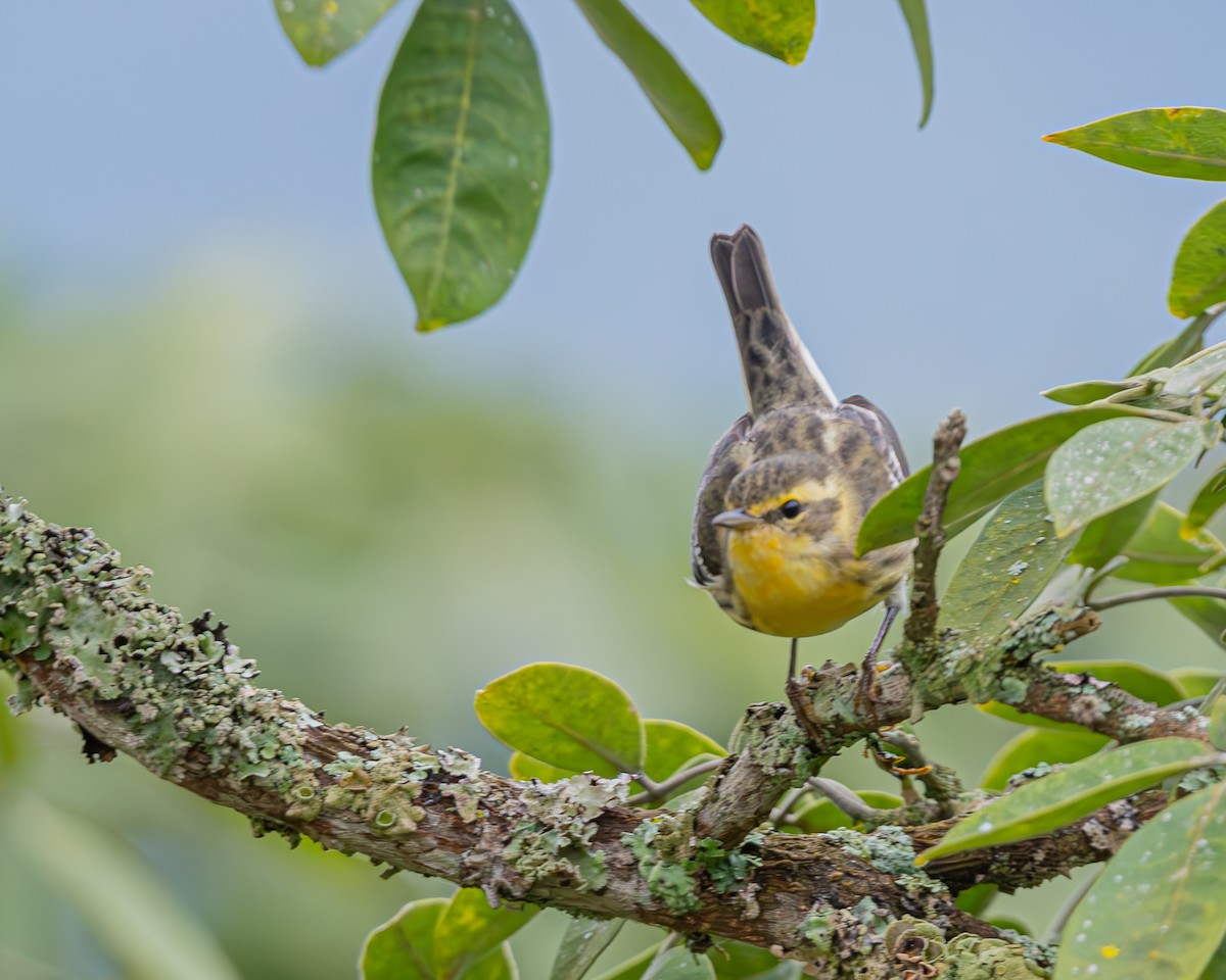 hemlokkparula - ML647107615