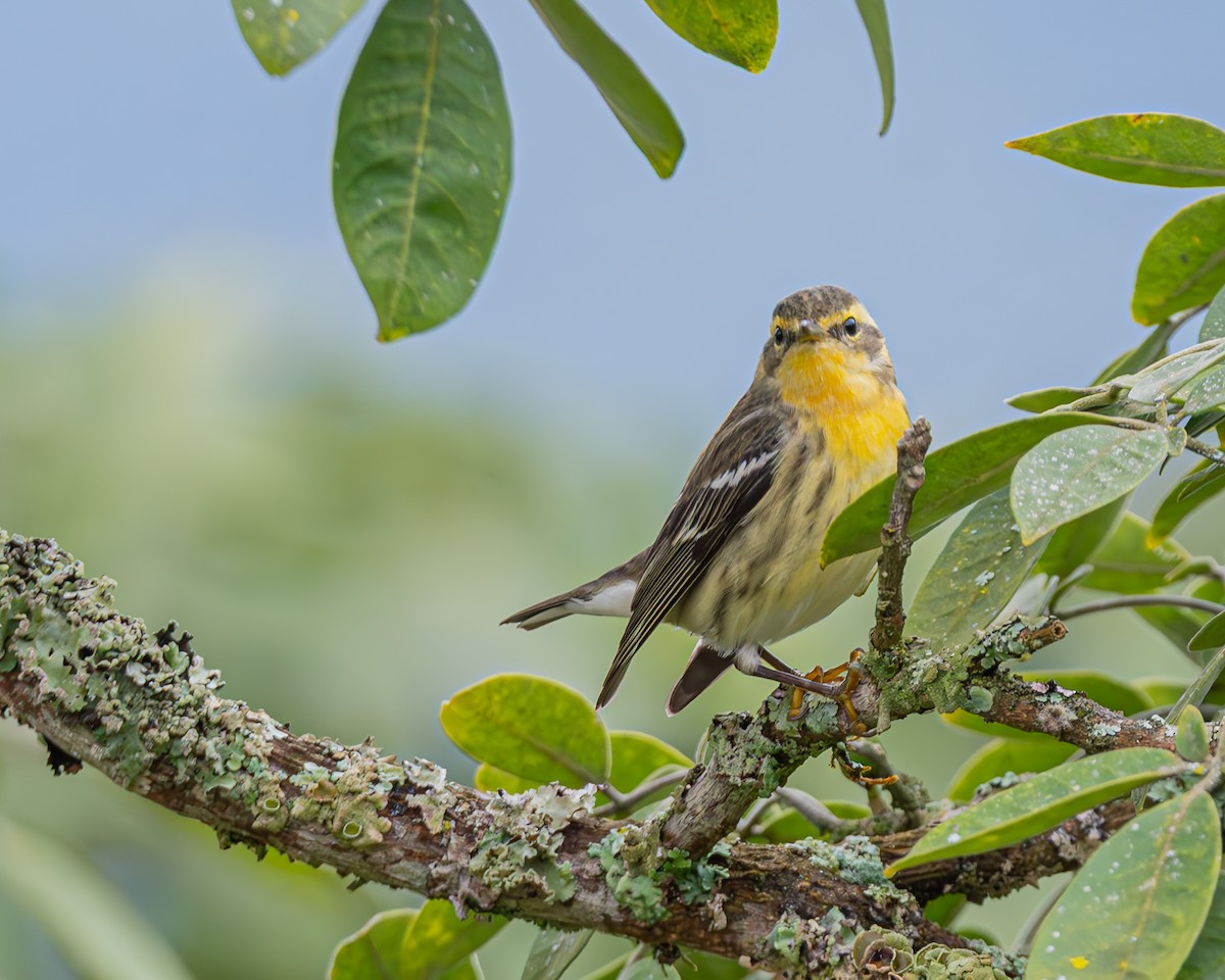 hemlokkparula - ML647107616