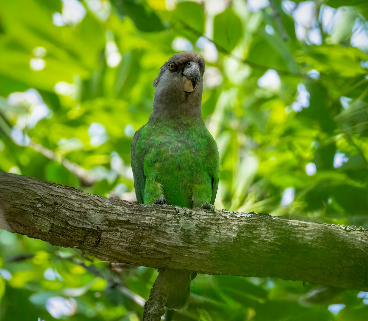 Lorito Cabecipardo - ML647107630