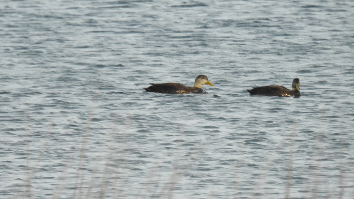 American Black Duck - ML647107632