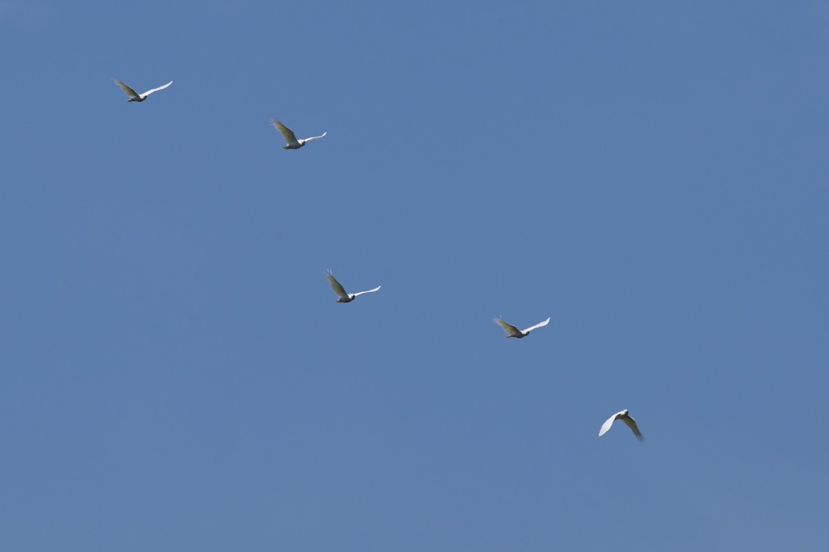 Какаду жовточубий - ML647107637