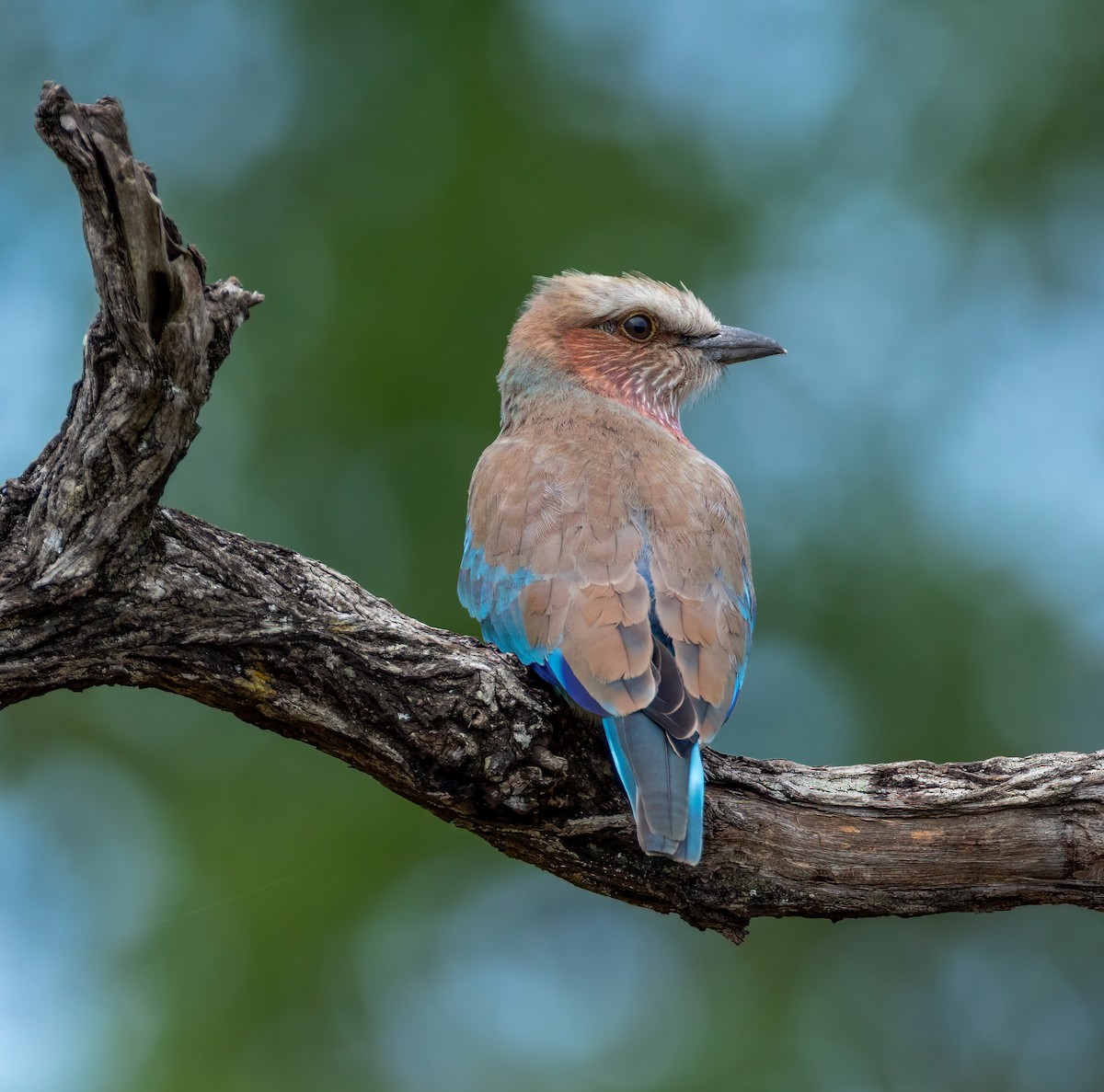 Lilac-breasted Roller - ML647107647