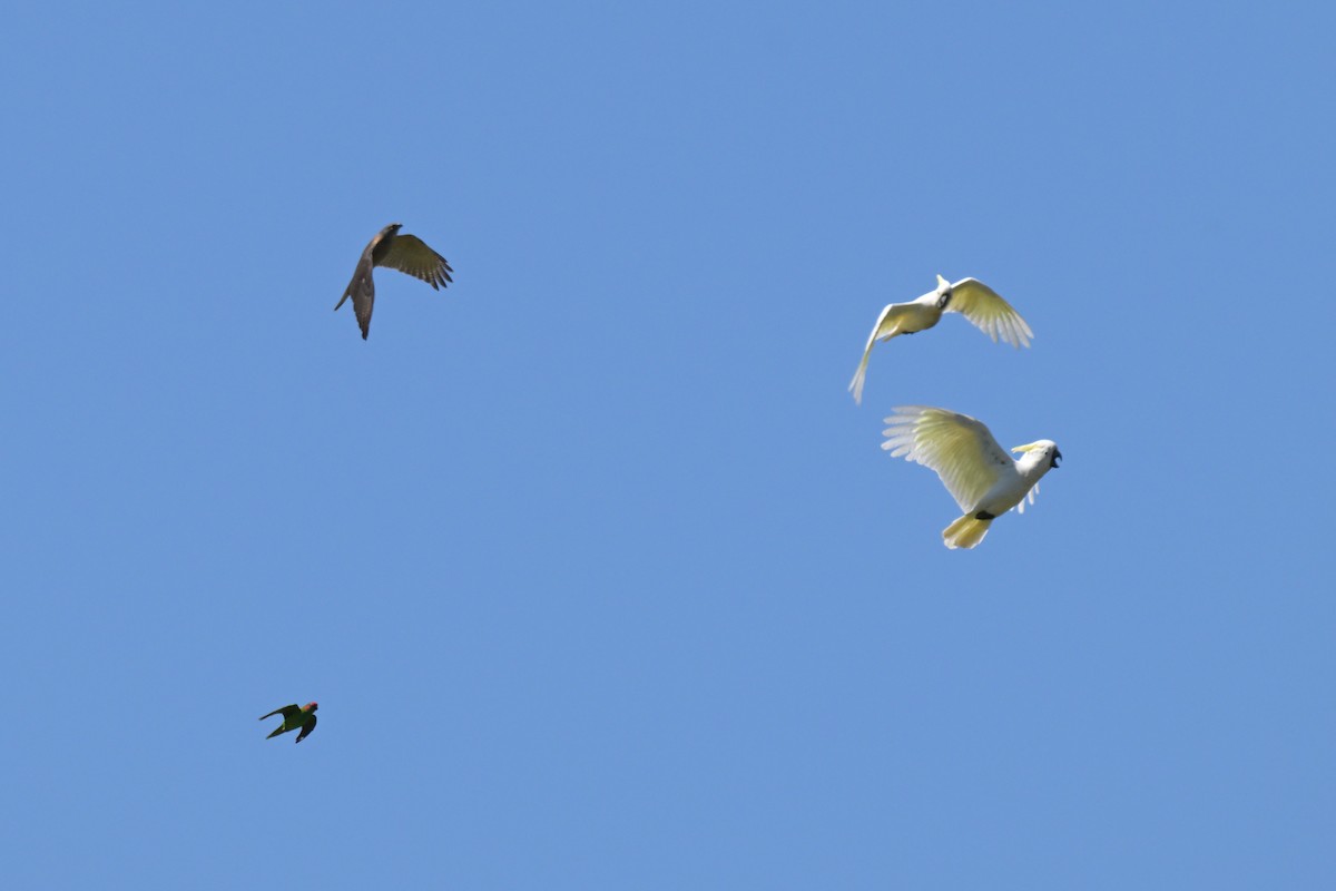 Какаду жовточубий - ML647107651