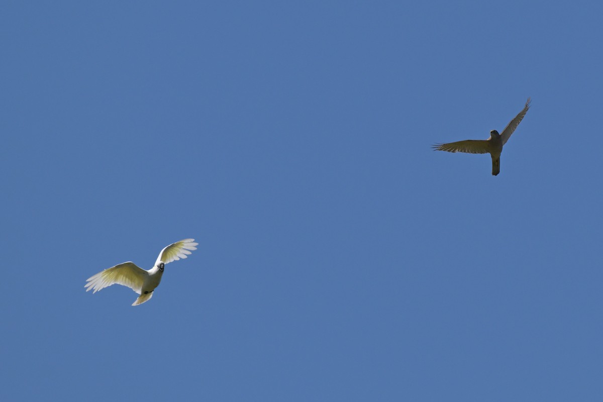 Какаду жовточубий - ML647107653