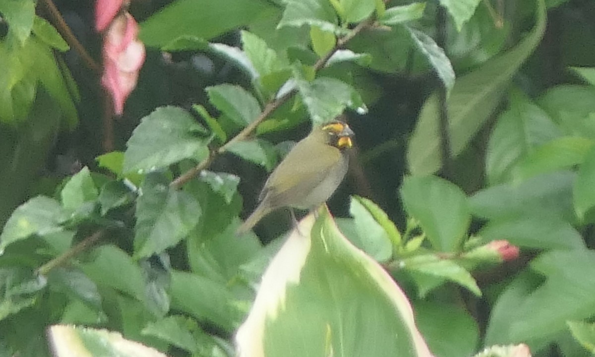 Goldbrauen-Gimpeltangare - ML647107661