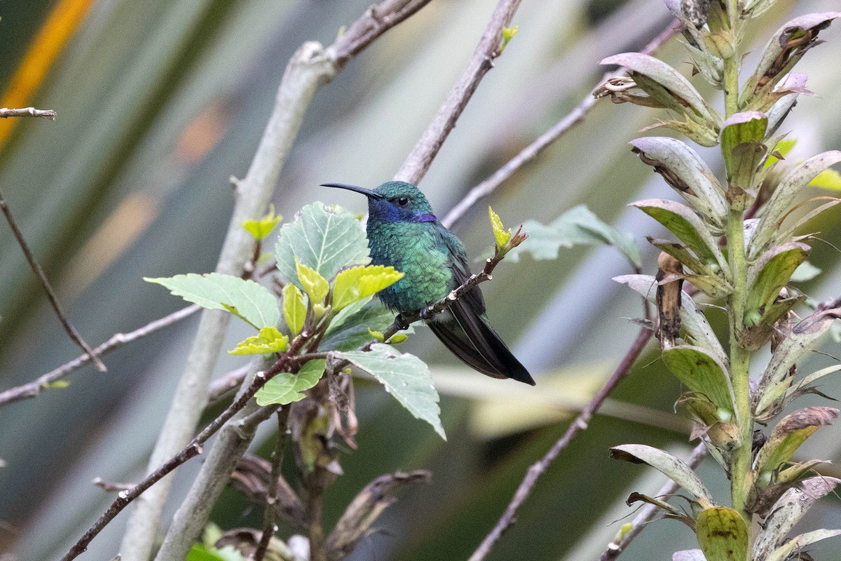 Sparkling Violetear - ML647107668