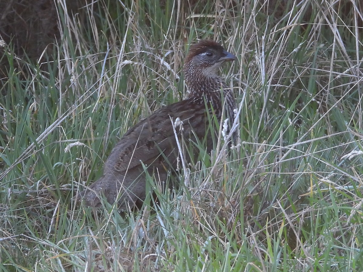 Francolin d'Erckel - ML647107682