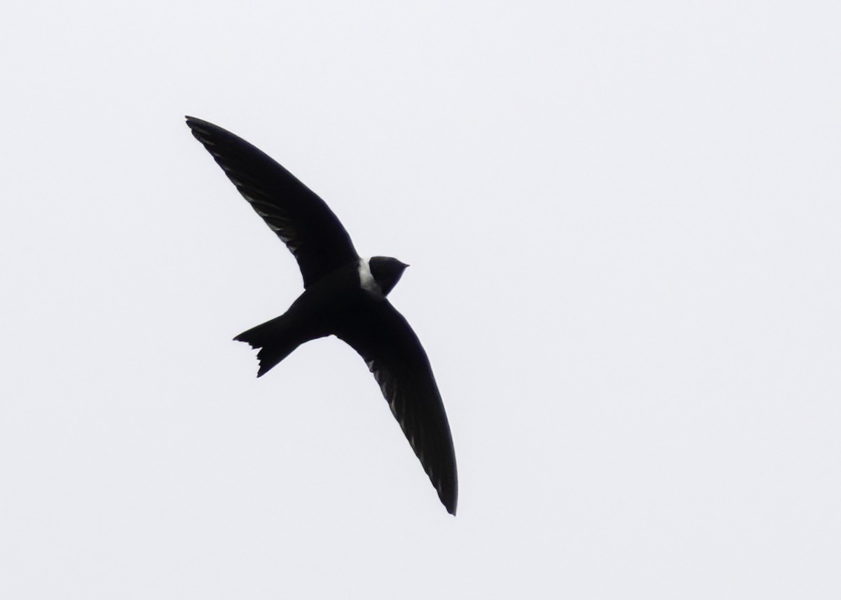 Vencejo Acollarado - ML647107685