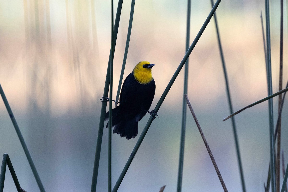 Yellow-hooded Blackbird - ML647107692