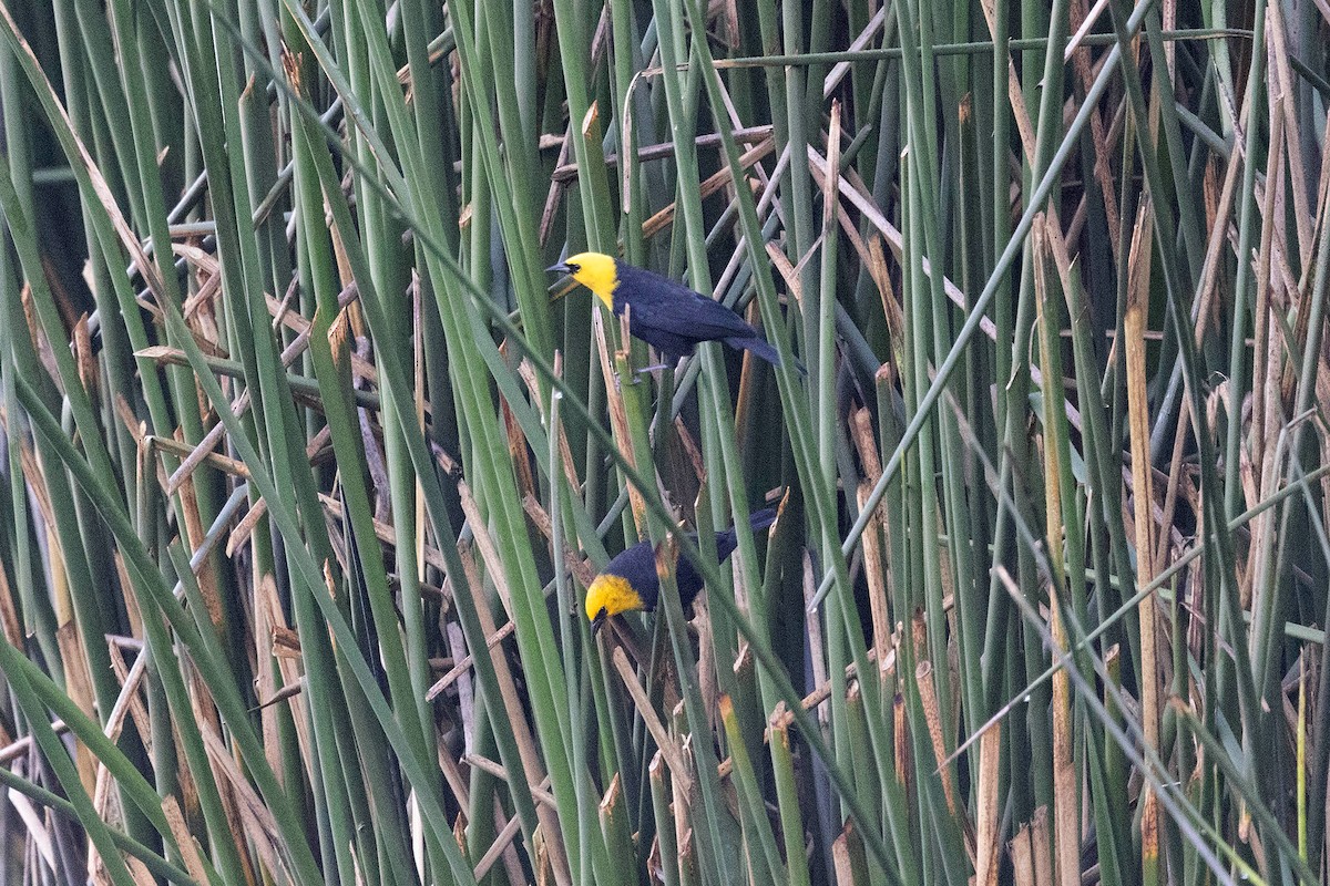Yellow-hooded Blackbird - ML647107697
