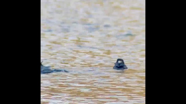 ヒメハジロ - ML647107700