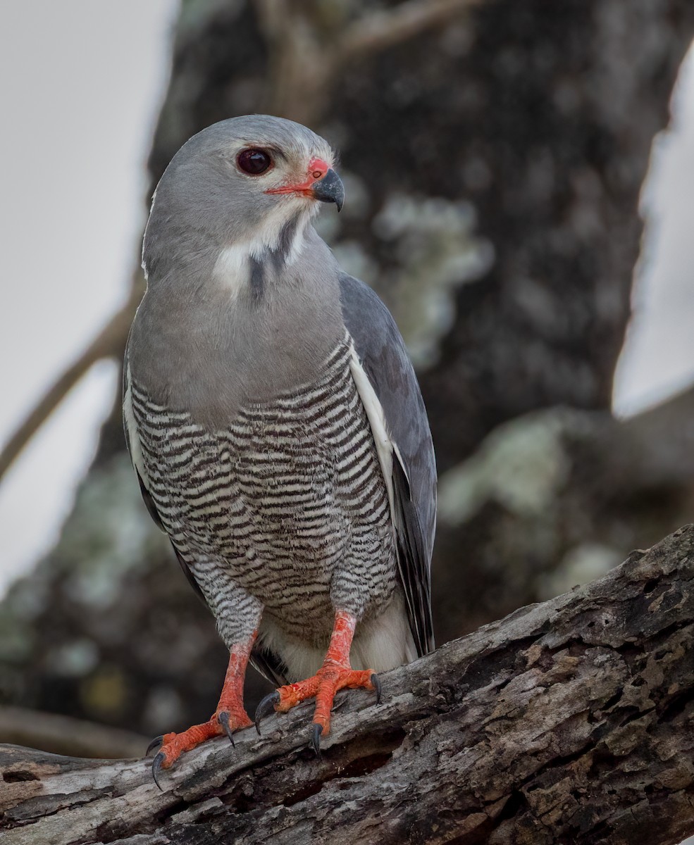 Lizard Buzzard - ML647107705