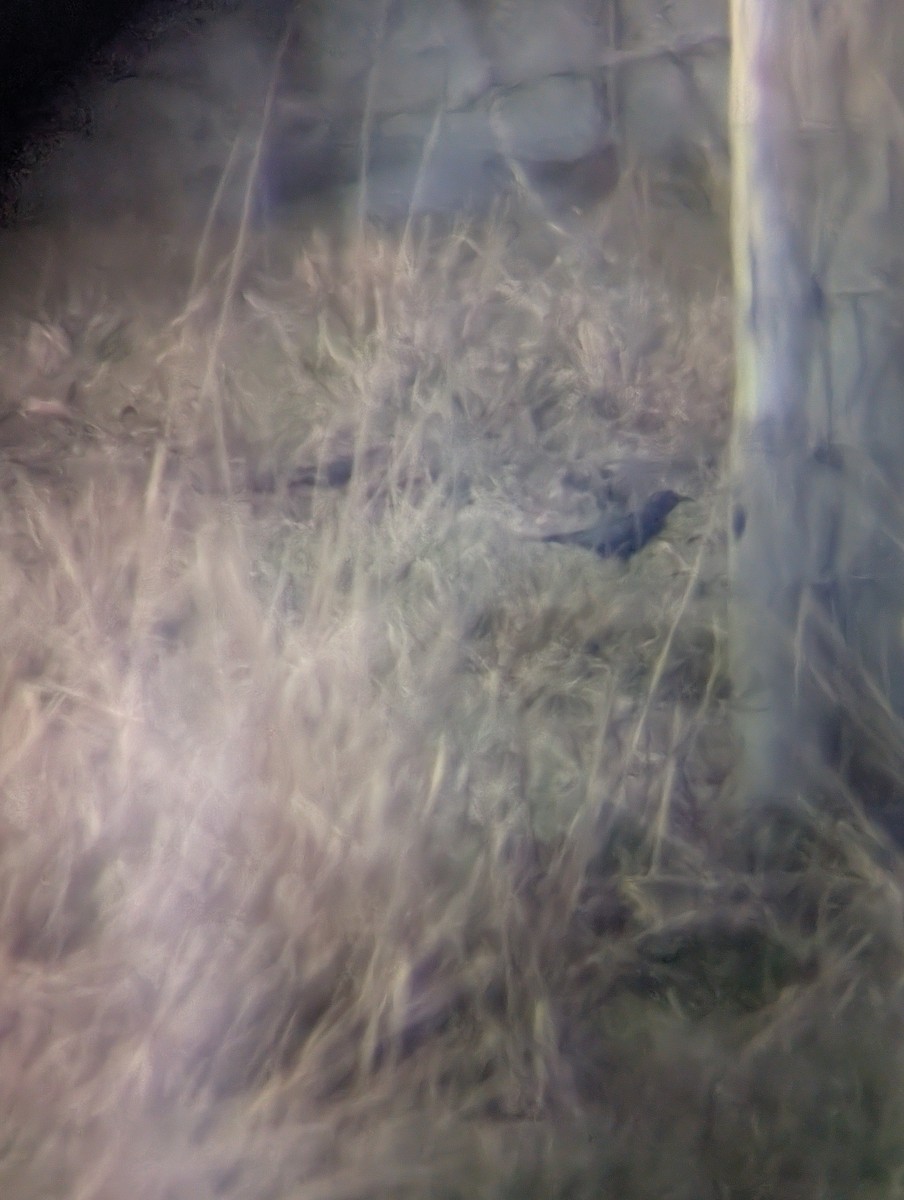 Brewer Karatavuğu - ML647107707