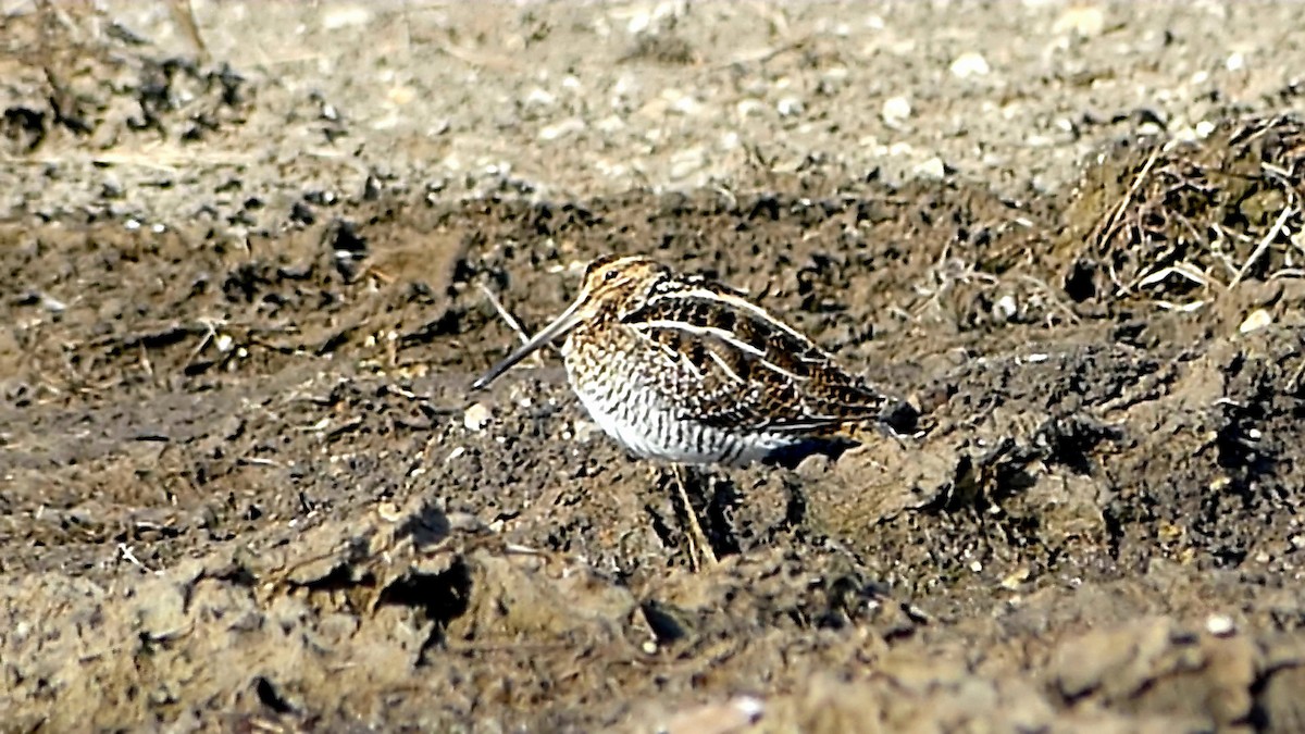 Wilson's Snipe - ML647107710