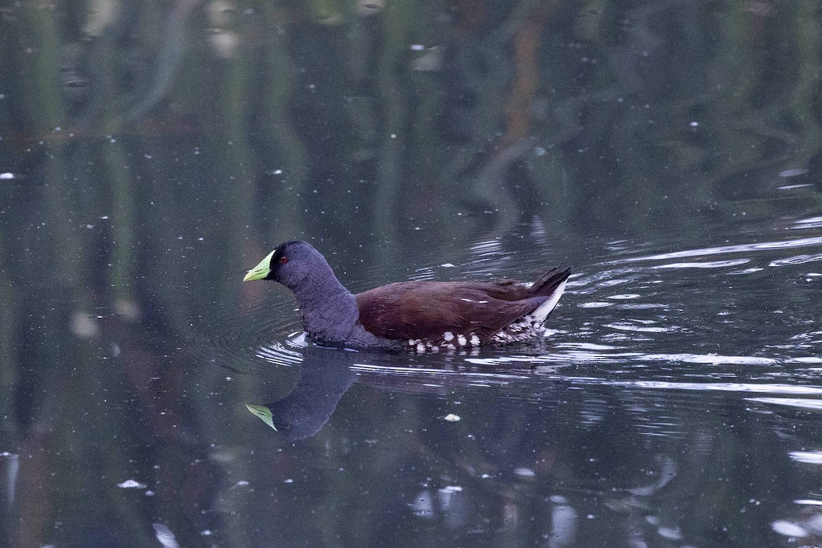 Spot-flanked Gallinule - ML647107718