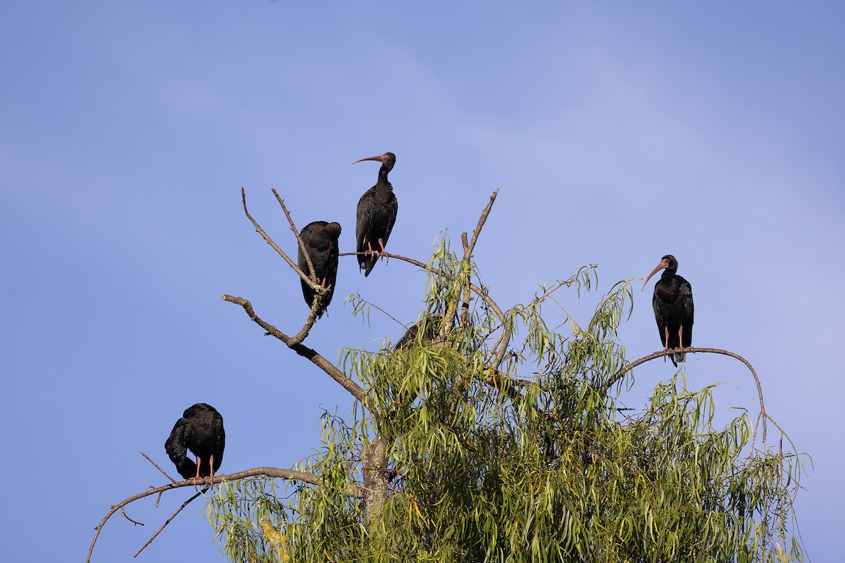 Ibis Afeitado - ML647107730