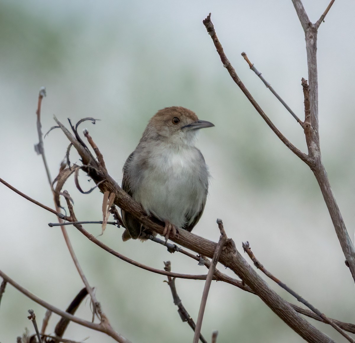 Rattling Cisticola - ML647107732
