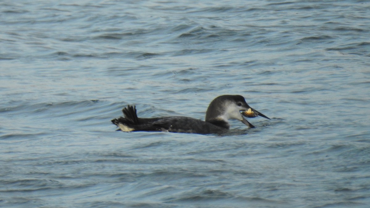 Common Loon - ML647107733