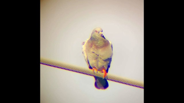 Rock Pigeon (Feral Pigeon) - ML647107745