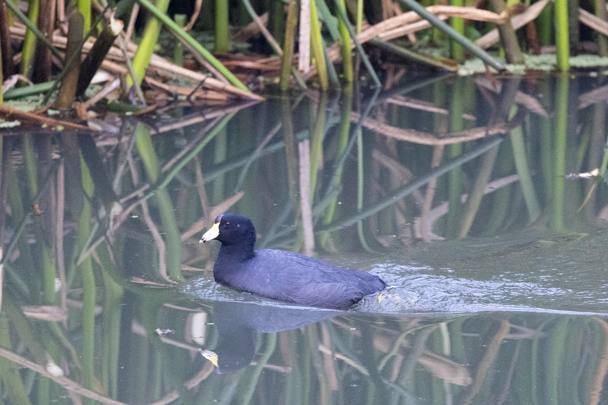 American Coot (Red-shielded) - ML647107746